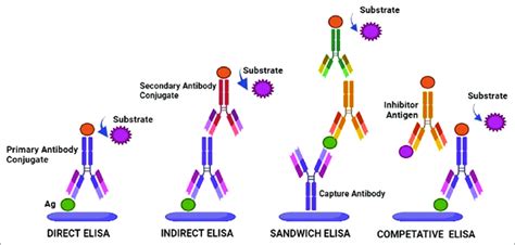 ELISA types and its principle. ELISA: Enzyme-linked immunosorbent assay. | Download Scientific ...