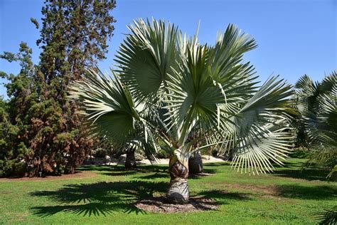 Watering A New Bismarck Palm - When To Water Bismarck Palms Recently ...