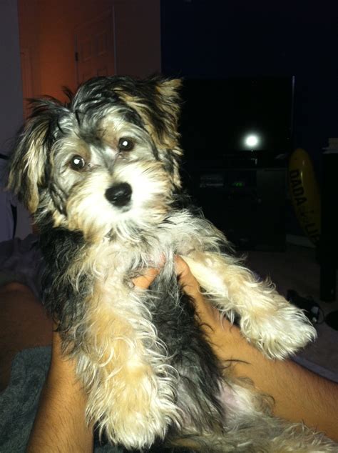 Yorkie Bichon puppy | Cute puppy pictures, I love dogs, Puppies