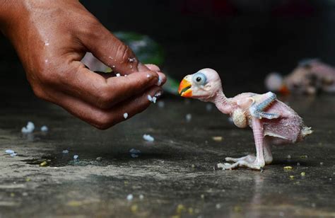 feeding baby parrot photo | One Big Photo