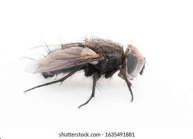 170 Tachinidae family Images, Stock Photos & Vectors | Shutterstock