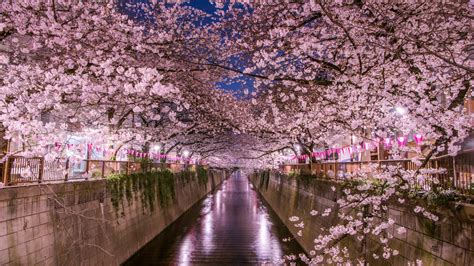 2019 Nakameguro Cherry Blossom Festival - Adventure Capitalist - Medium