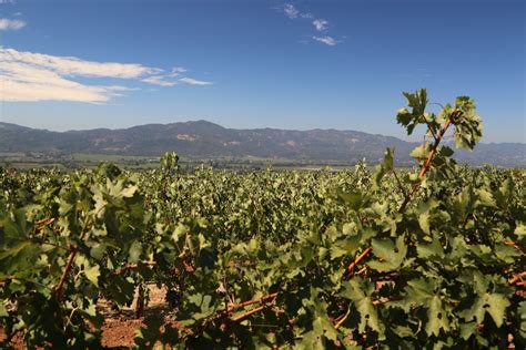 Dalla Valle Vineyards - The Napa Wine Project