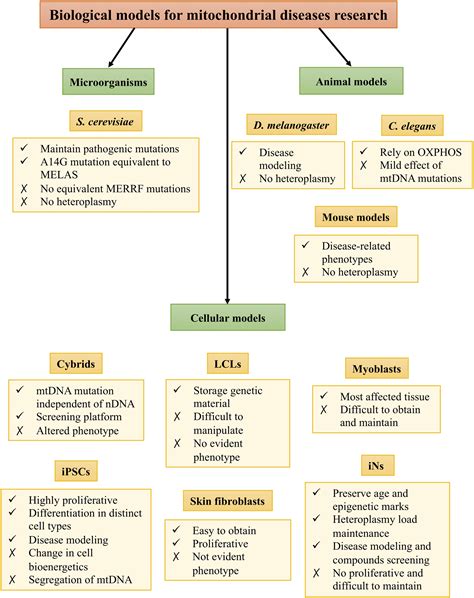 Mitochondrial Disease In Adults