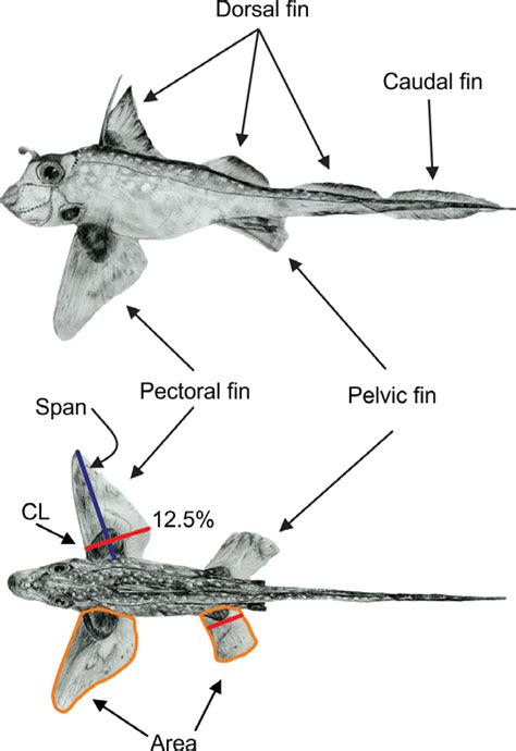 Illustrations Of A Ratfish In Lateral Top And Dorsal