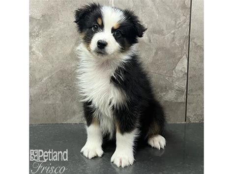 Miniature Australian Shepherd-Dog-Male-Black and White-3947052-Petland Frisco, Texas