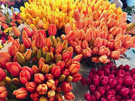 fresh tulips at Pike Place Market in Seattle, WA | INSTAGRAM: @sydney.meek