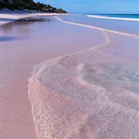 Pink Sands Beach | Harbour island, Pink sand beach, Travel dreams