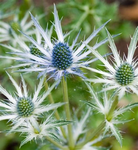 Tall, with larger flowers than other varieties, Sea Holly 'Jos Eijking' is extraordinarily eye ...