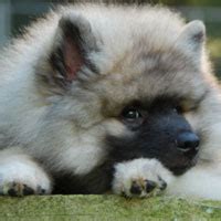 Keeshond 101: Owner's Guide