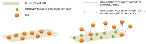 Cellulose Acetate