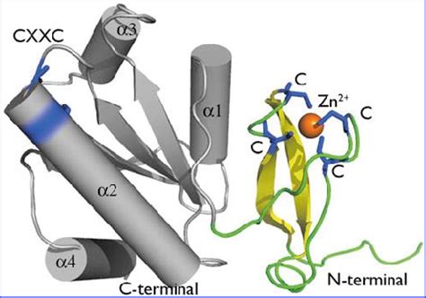 The structure of a thioredoxin protein with a Zn 2þ -binding domain.... | Download Scientific ...