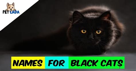 The Best & The Most Popular Names for Black Cats