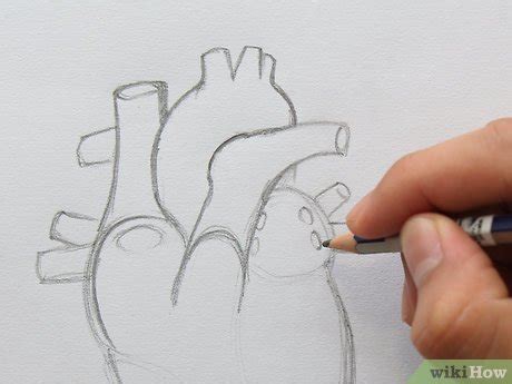 How to Draw the Internal Structure of the Heart (with Pictures)