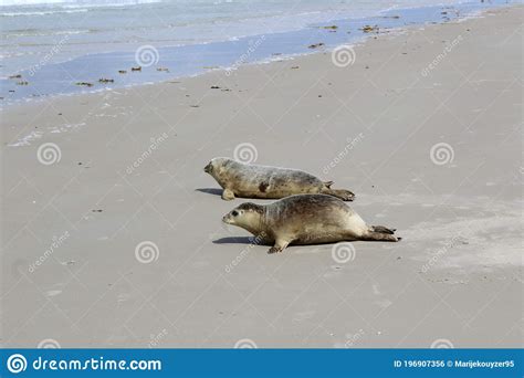 Earless Seals stock photo. Image of colour, mammal, north - 196907356