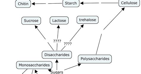 STPM: Carbohydrates Concept Map