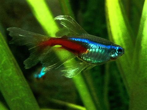 Longfin Neon Tetra REGULAR - Bluegrassaquatics.com