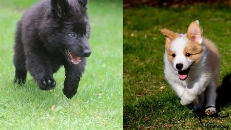 Schipperke Corgi Mix: A Complete Guide (With Pictures)