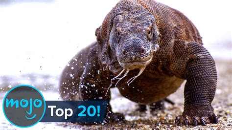 Top 20 Greatest Animal Predators - Top10 Chronicle