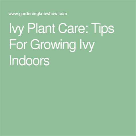 Ivy Plant Care: Tips For Growing Ivy Indoors | Plant care, Ivy plants, Indoor plant care