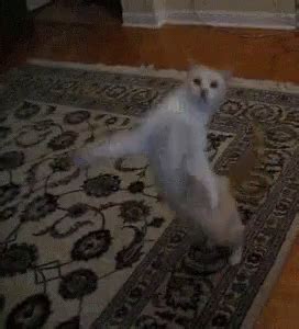 Cat Dance GIF - Cat Dance Kitty - Discover & Share GIFs