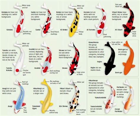 Koi Fish Color Meaning