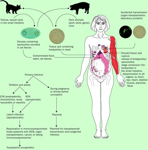 Toxoplasmosis - The Lancet