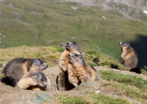 Marmot Behavior - AnimalBehaviorCorner