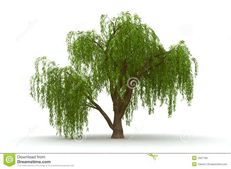 Weeping willow clipart 20 free Cliparts | Download images on Clipground ...