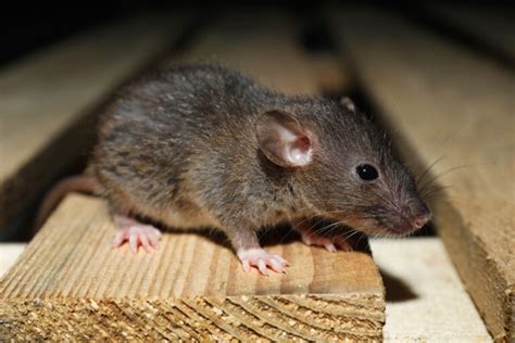 The secret lives of wild rats | AnimalKind