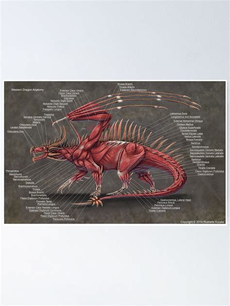 "Western Dragon Muscle Anatomy" Poster for Sale by Thedragonofdoom ...