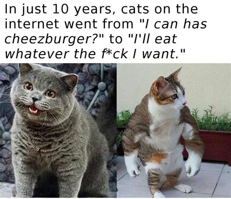 so much has happened to internet cats in 10 years | Cheezburger | Know ...