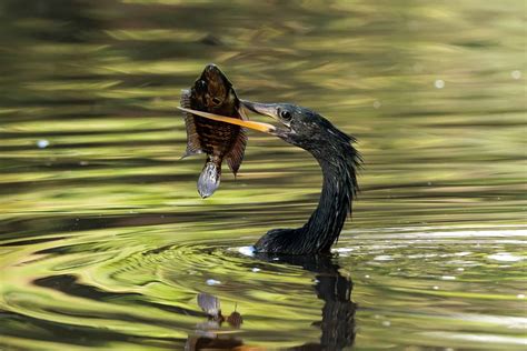 Anhinga vs Cormorant: 12 Key Differences - A-Z Animals