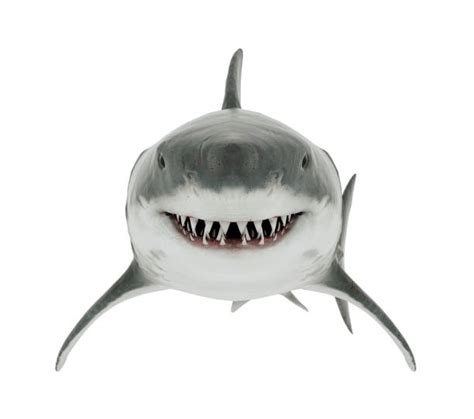 Shark Face Stock Photos, Pictures & Royalty-Free Images - iStock