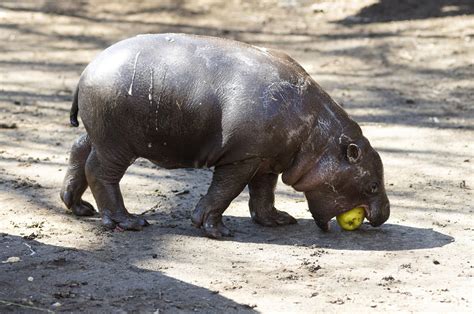 Pygmy Hippopotamus Size