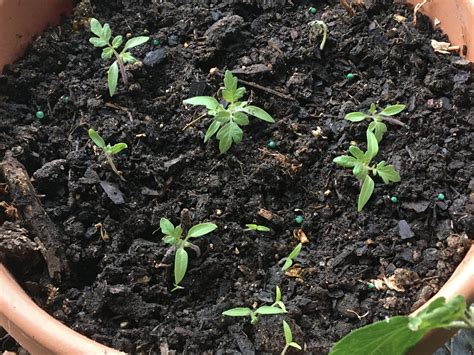 Planting Tomato Seeds — Gardening Charlotte