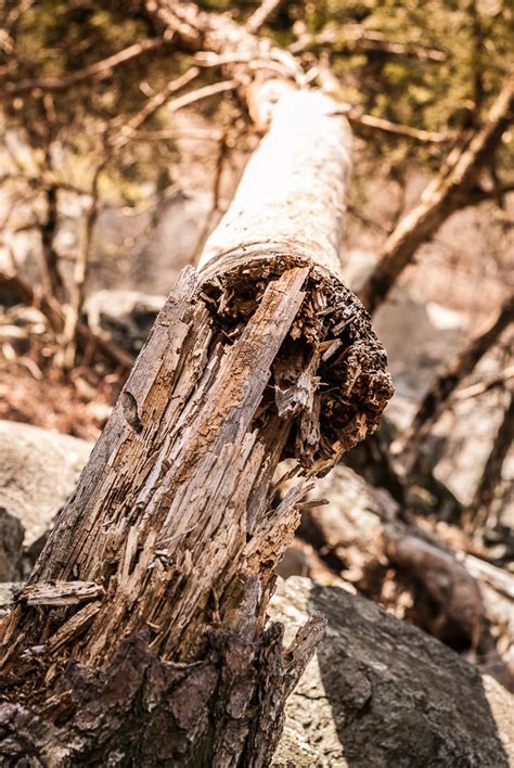 Broken Tree – Matt Feldman Photography