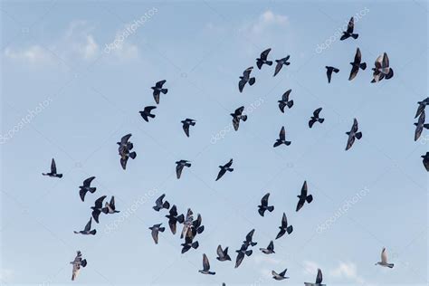 flock of pigeons — Stock Photo © Argument #100160032