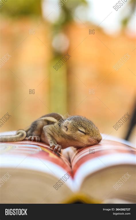 Baby Squirrel Sleeping Image & Photo (Free Trial) | Bigstock