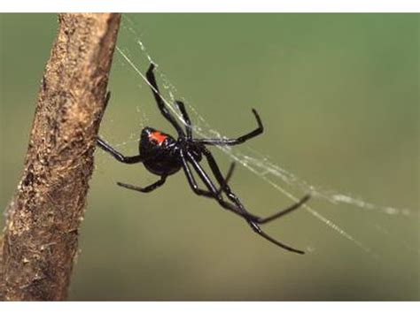 What Venomous Spiders Are in Washington State? | eHow