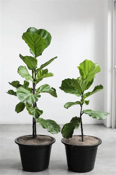 Fiddle Leaf Fig - Tierra Plants