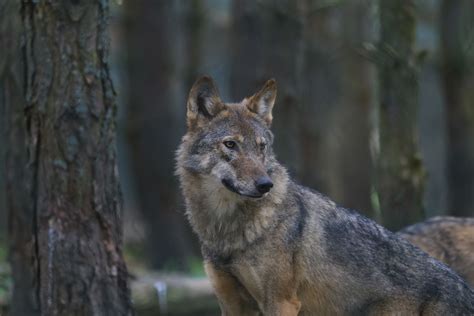 The First Gray Wolf in More Than 100 Years May Have Returned to ...