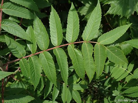 Rhus typhina (Staghorn Sumac): Minnesota Wildflowers