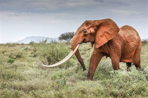 Big Tusker Project - Tsavo Trust