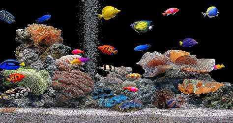 Free 3D Fish Tank Wallpaper - WallpaperSafari