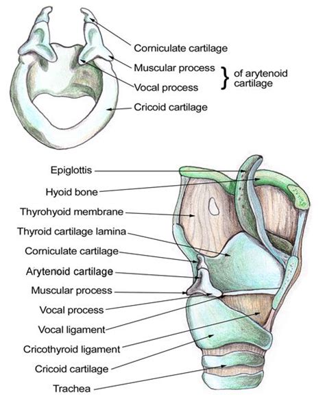 Larynx Anatomy | Speech language pathologists, Medical school studying, Speech language pathology