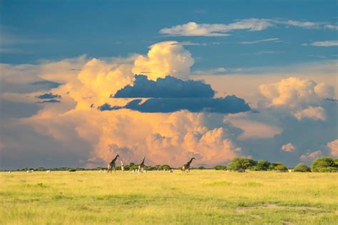 Botswana Wildlife Safari