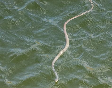 Water snake identification? : r/snakes