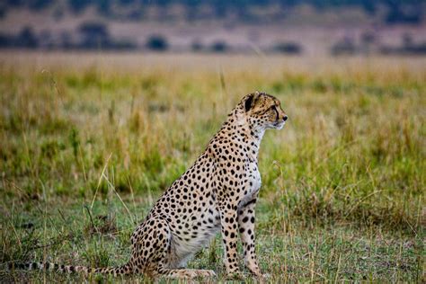 Close-Up Shot of a Cheetah · Free Stock Photo