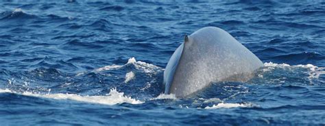 Dolphin Watching Sri Lanka | 02 Days tour with The Eco Team